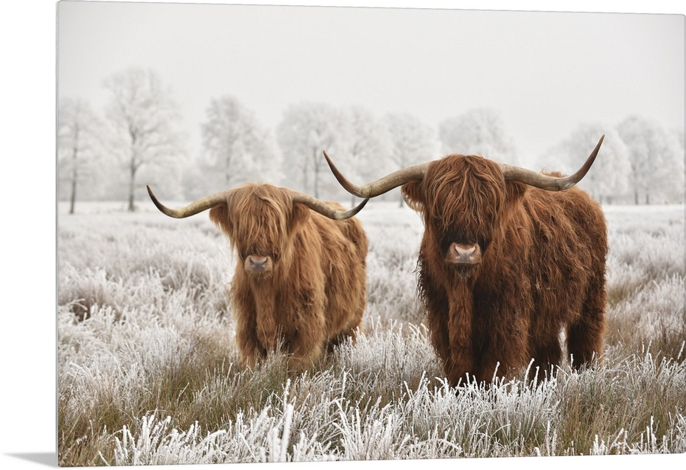 Hairy Scottish highlanders in a natural winter landscape of a national park in the Drenthe region of The Netherlands.