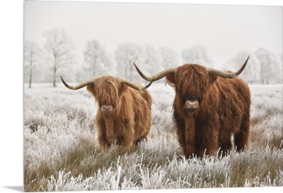 Hairy Scottish Highlanders In Winter, The Netherlands