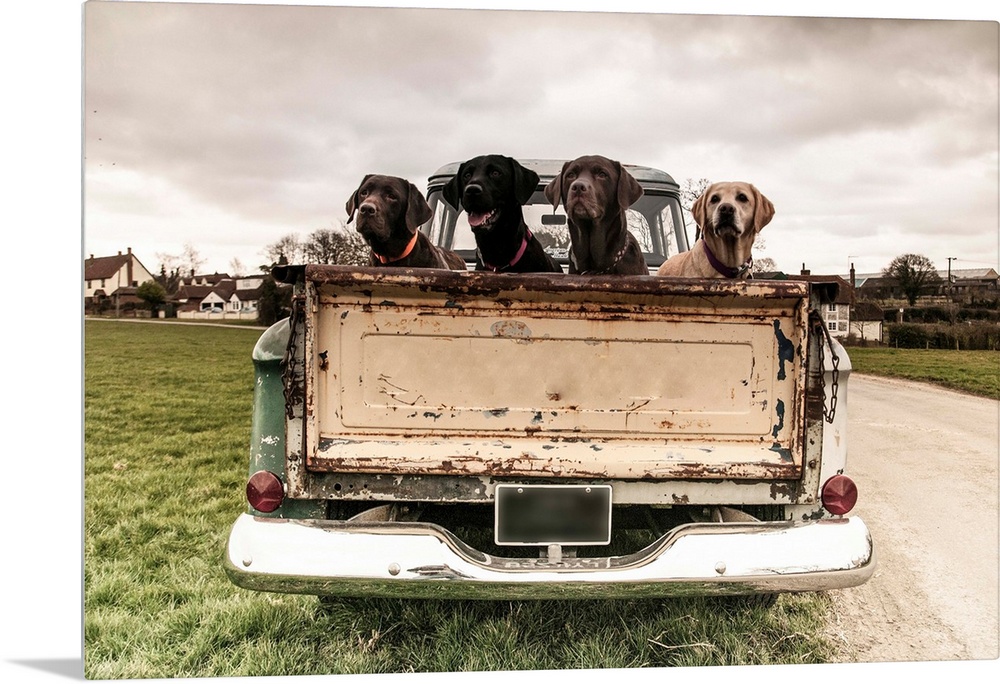 Four Labradors in the back of a vintage truck.
