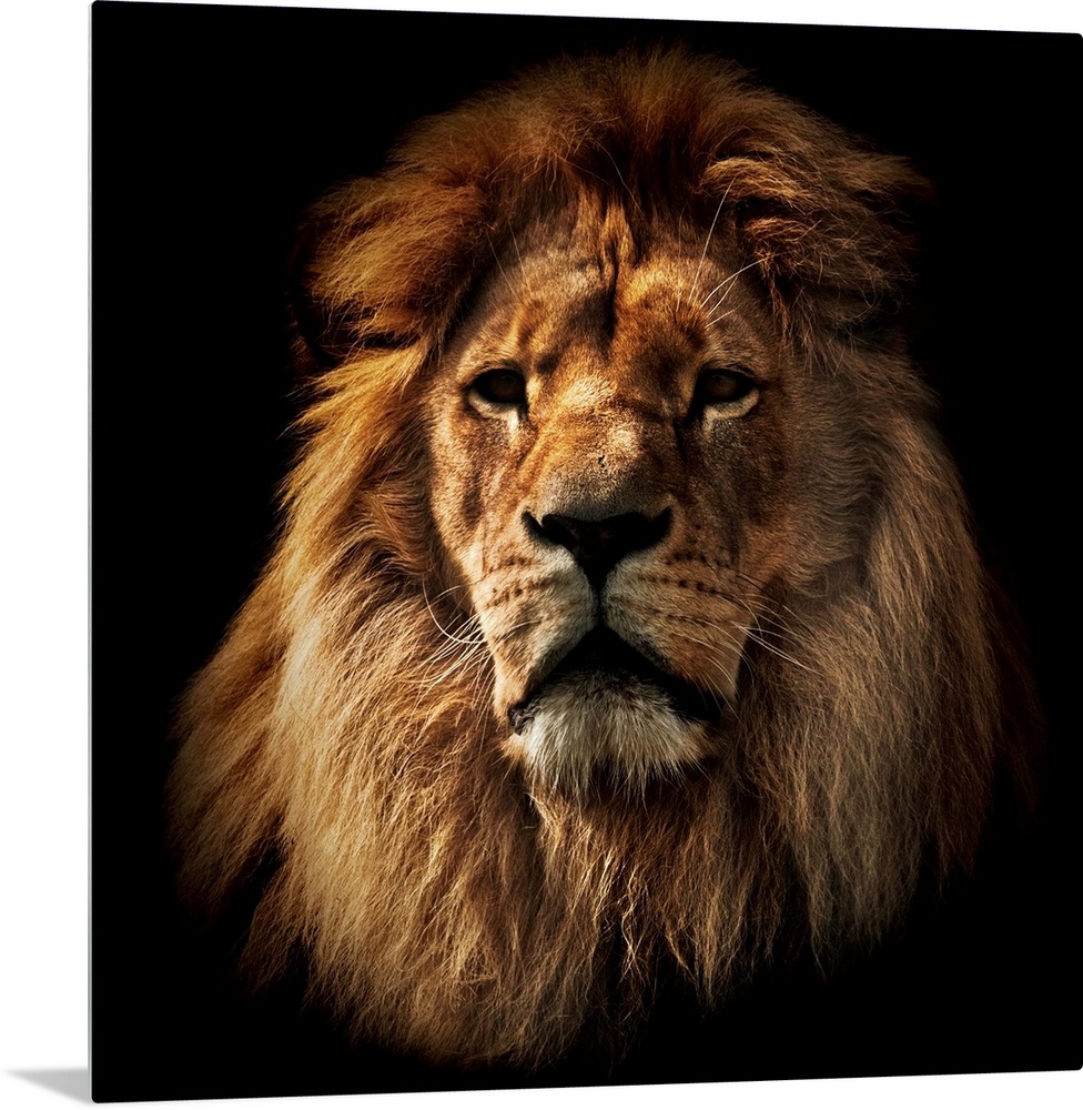 Lion portrait on black background. Big adult lion with rich mane.