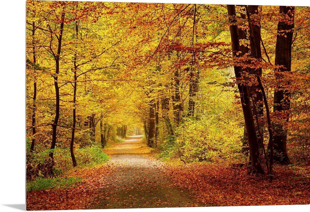 Pathway in the autumn forest