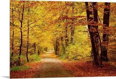 Pathway In Autumn Forest