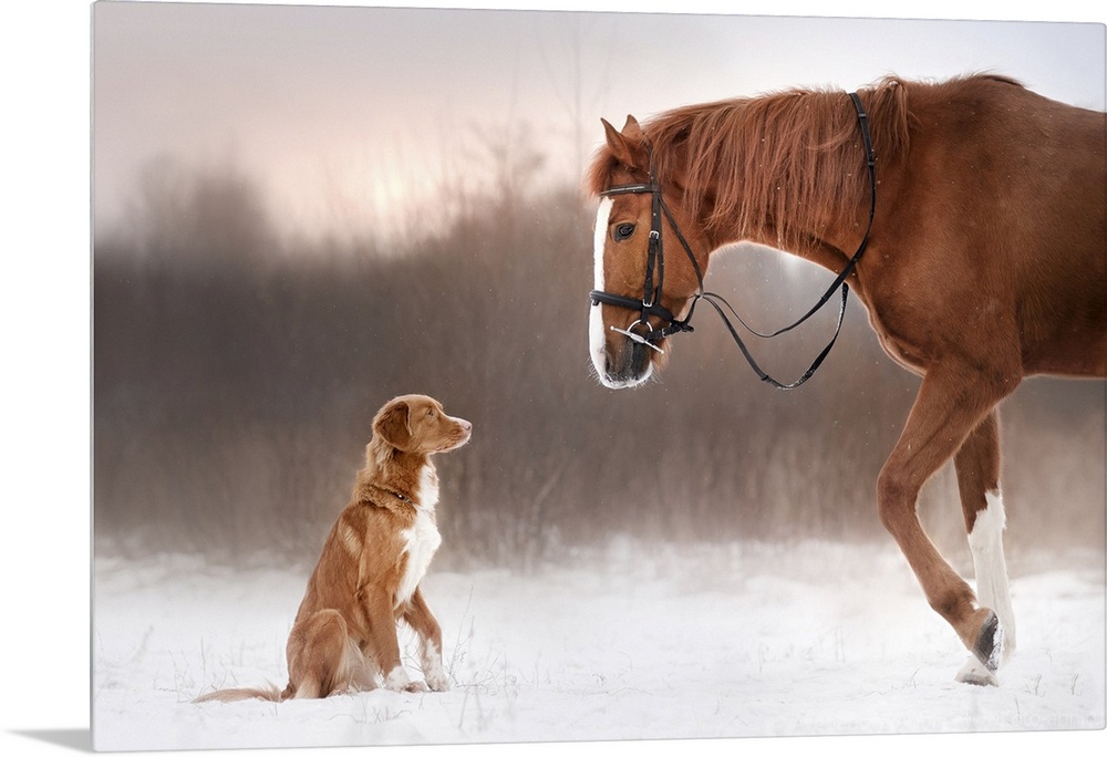 Red horse and red dog walking in the field in winter.