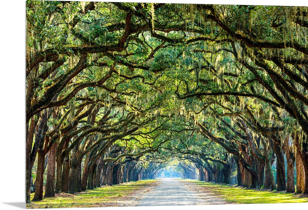 Savannah, Georgia, oak tree lined road at historic Wormsloe Plantation.