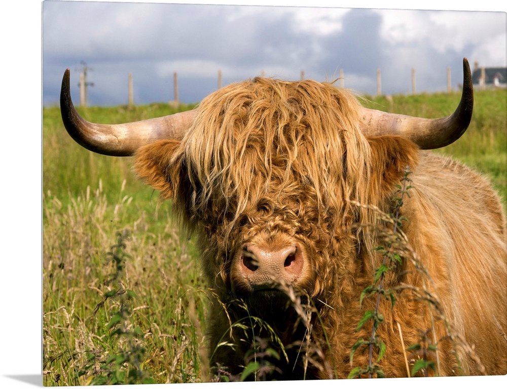 Scottish Cow In Highlands.