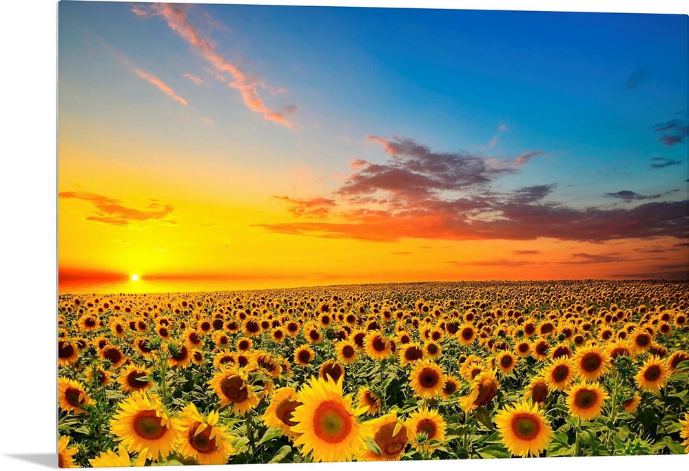 Field of blooming sunflowers at sunset.
