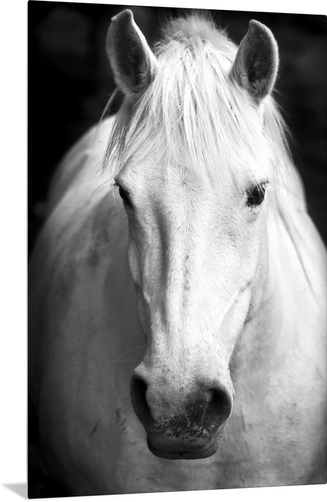 White horse's black and white art portrait