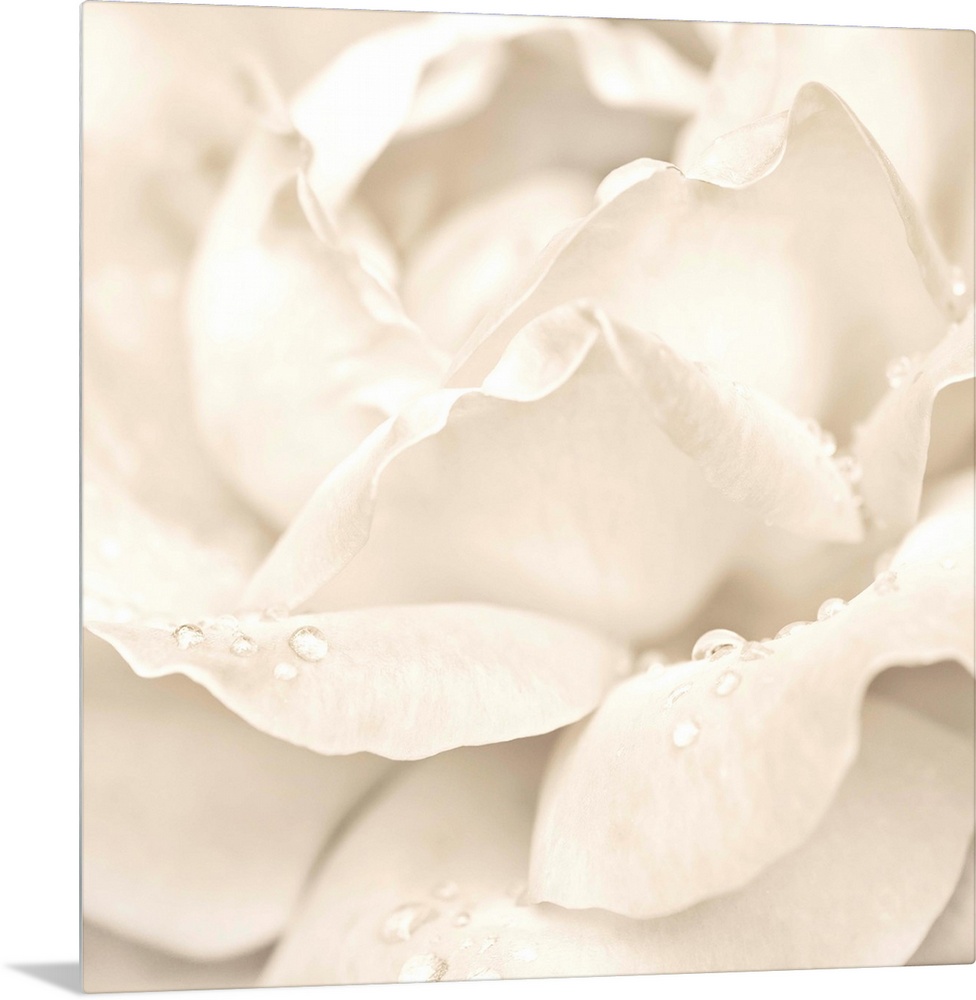 Abstract Macro Shot Of Beautiful Cream Rose Flower With Water Drops. Floral Background