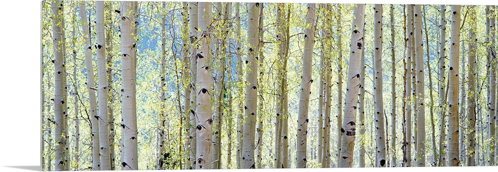 This is a panoramic photograph of a cluster of tree trunks at the edge of a forest.