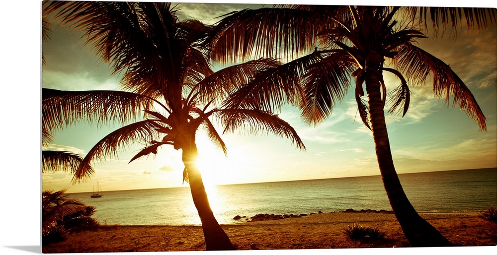 Panoramic photograph of beach in the Bahamas at dusk with huge palm tress in the foreground.   The sky is cloudy and the s...