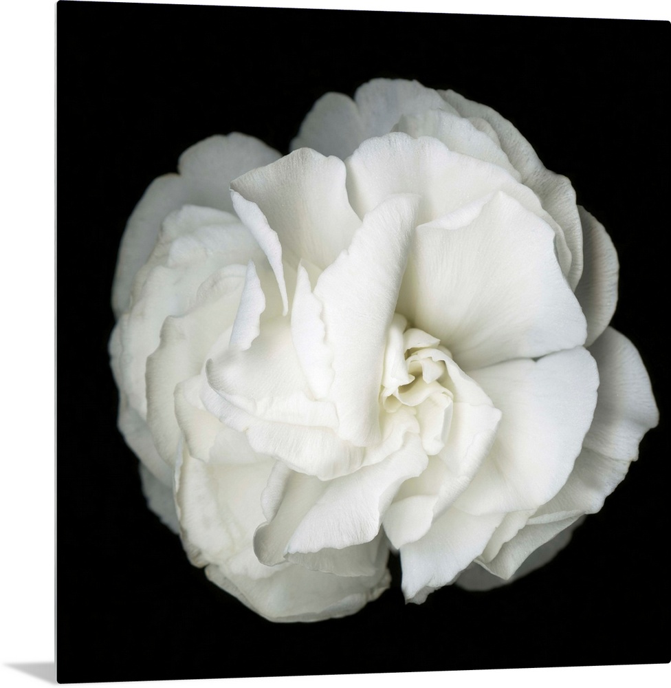 Square photograph of a soft white flower on a dark black background.