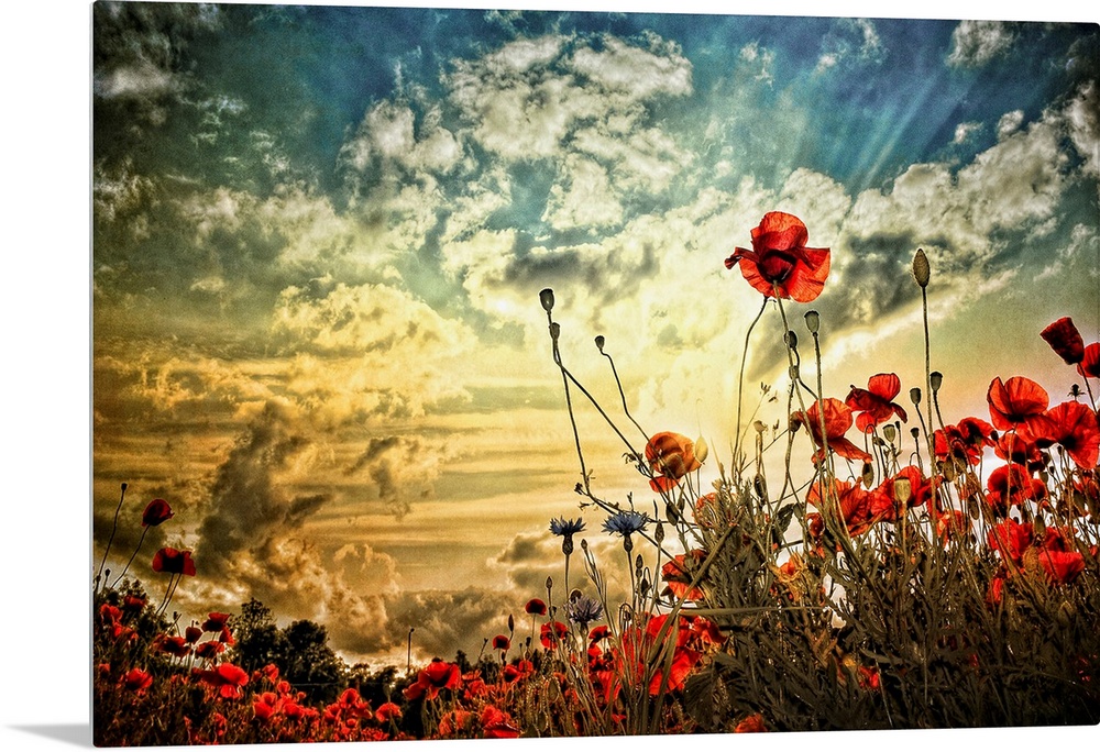 Photograph of a poppy field under a cloudy sky.