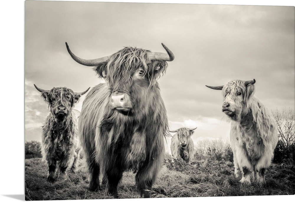 A horizontal photograph of four highland cattle in sepia tones. The shaggy-haired cows are standing in a remote grassy fie...