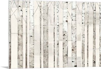 Birch Trees on White