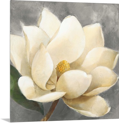 Magnolia Blossom on Gray