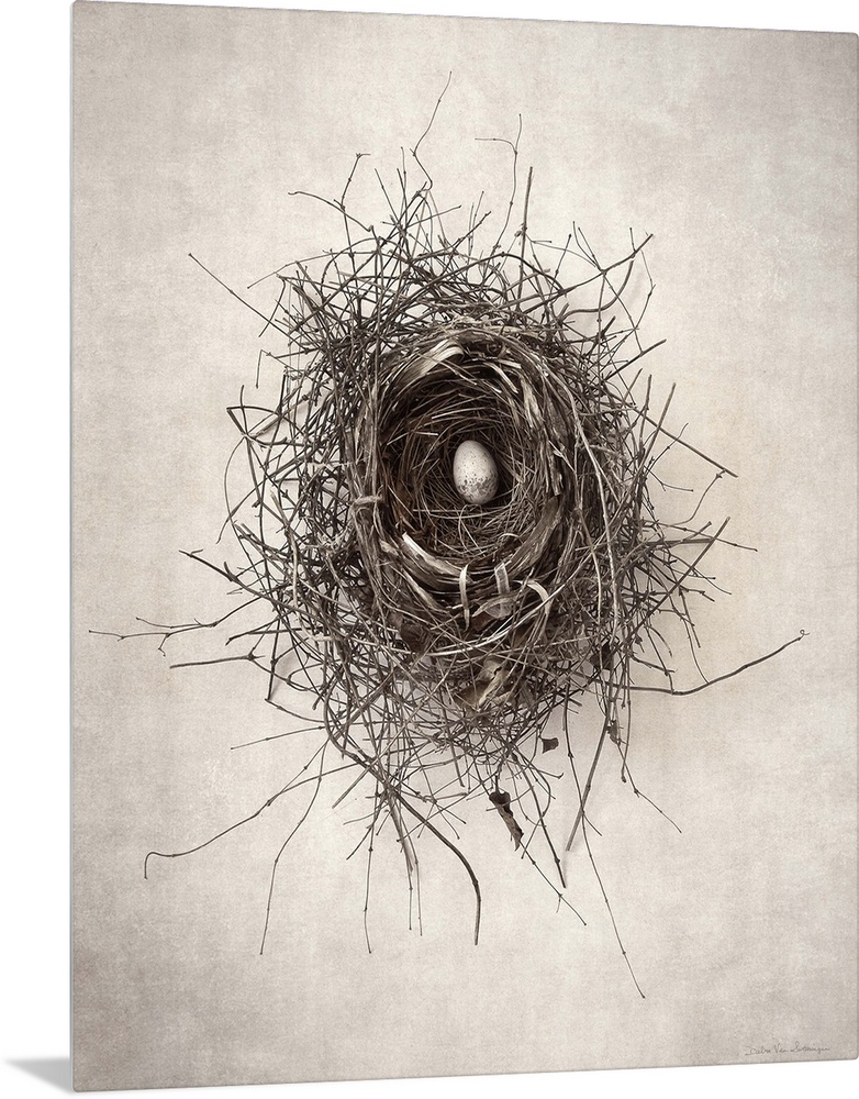 Antique style photograph of a bird's nest with a single egg inside.