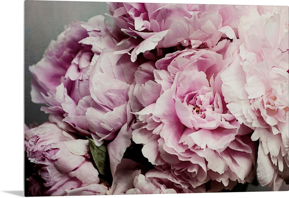 Peonies Galore II