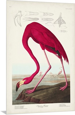 American Flamingo