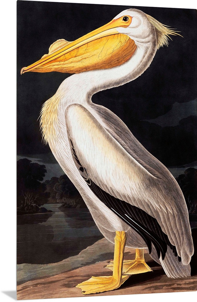 American White Pelican