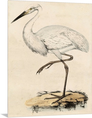 Antique Heron III