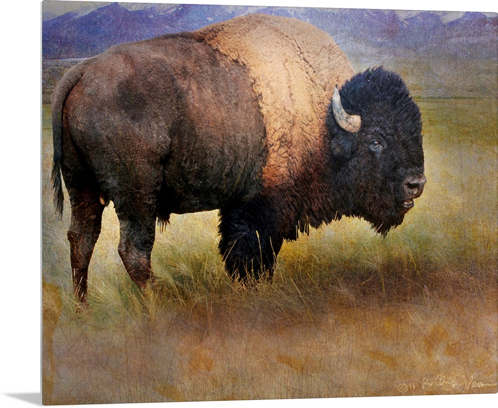 Bison Portrait II