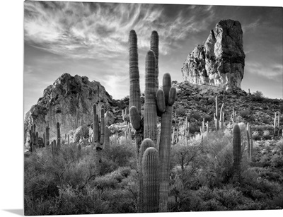 Black and White Desert View I