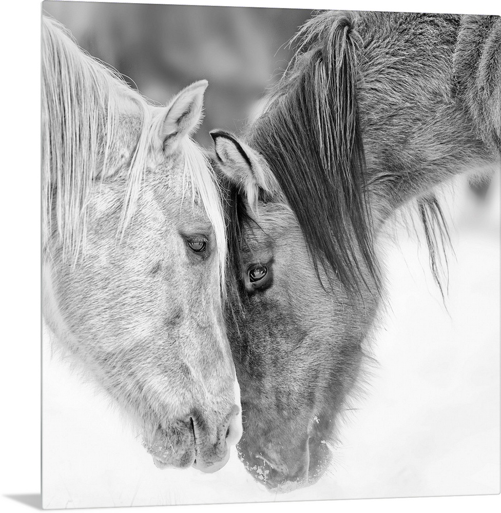 Black and white photo of two horses nuzzling.