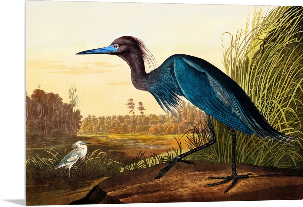 Blue Crane Or Heron