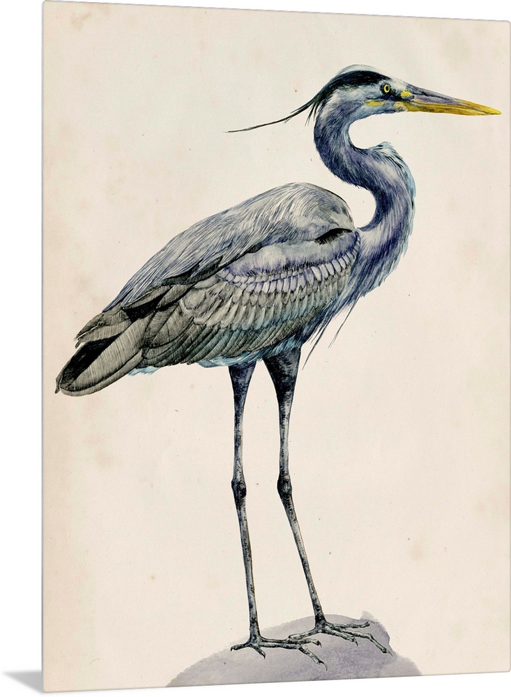 Detailed painted illustration of a blue heron sitting on a rock.