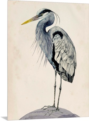 Blue Heron Rendering II