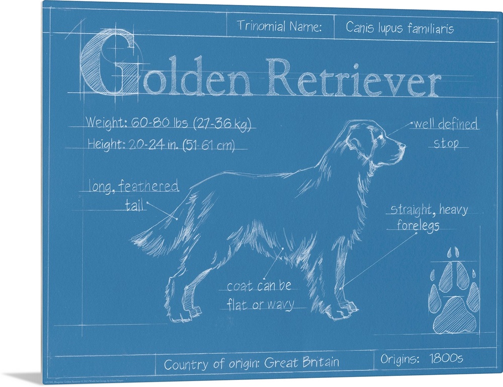 "Blueprint" illustration showing the parts of a Golden Retriever dog.