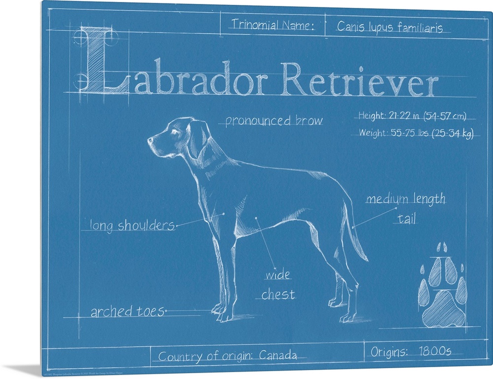 "Blueprint" illustration showing the parts of a Labrador Retriever dog.