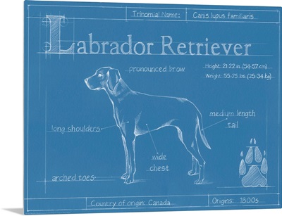 Blueprint Labrador Retriever