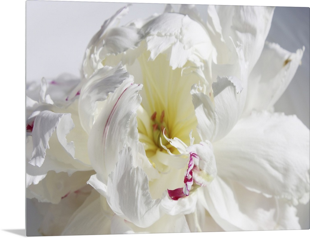 A close-up photo of a dainty white flower exudes the feeling being breathless.