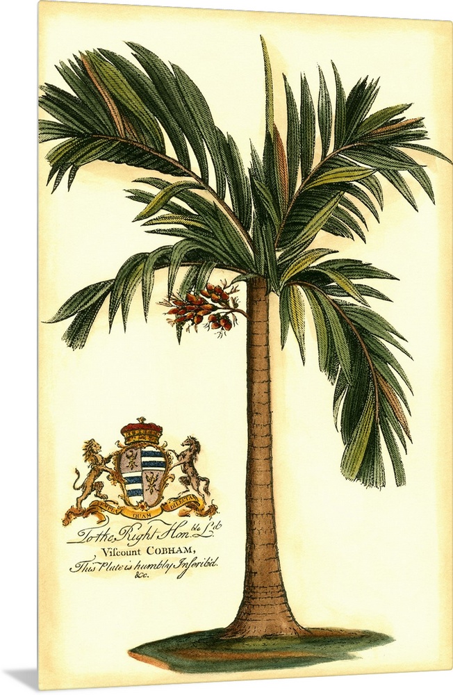 British Colonial Palm I