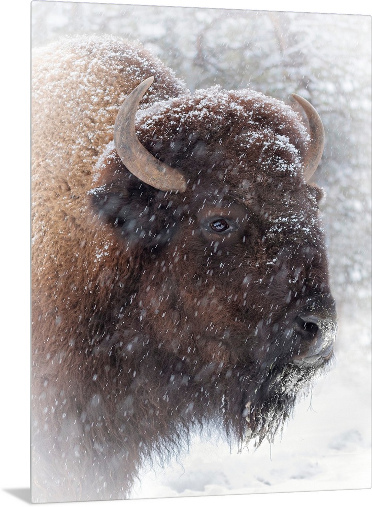 Buffalo In Snow