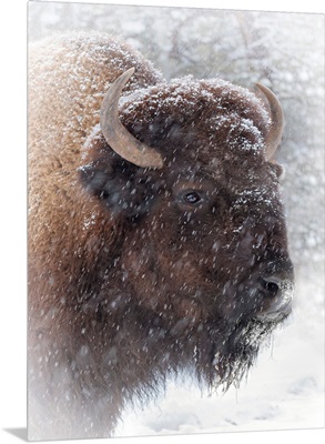 Buffalo In Snow
