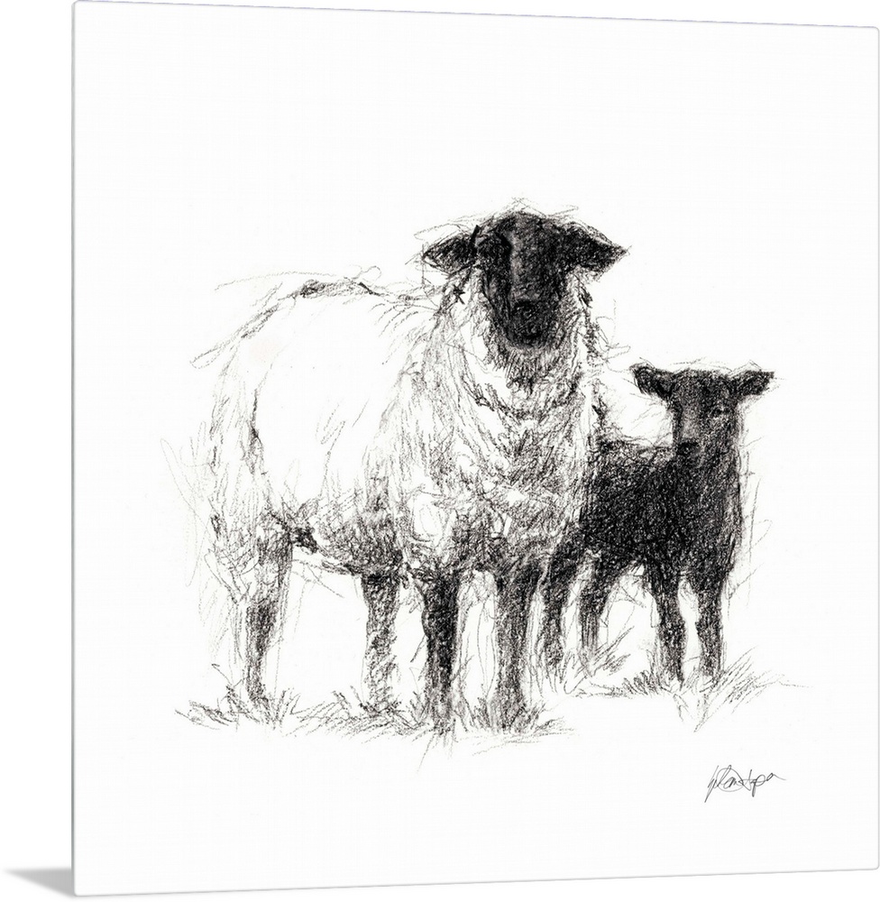 Charcoal sheep illustration in black and white.