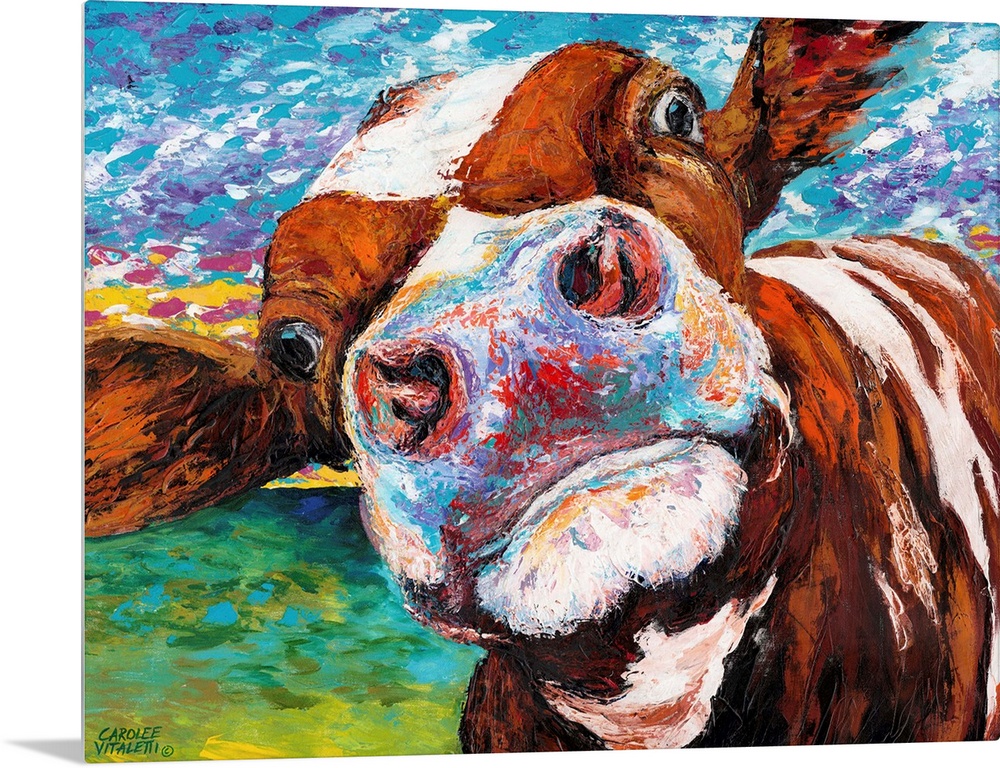 A whimsical close up portrait of a brown and white cow sticking it's nose right up against the viewer. Animal lovers and f...