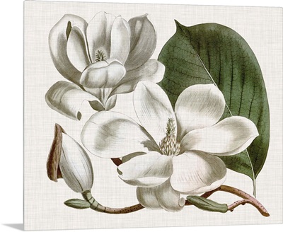 Curtis Magnolia I