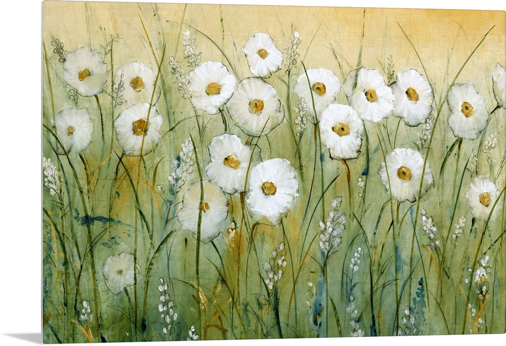 Daisy Spring I