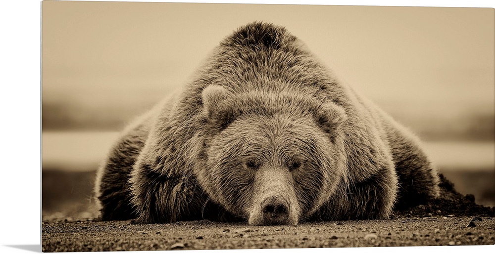 This sepia-toned photograph of a large grizzly bear lying on it's stomach looking directly towards the camera is a true st...