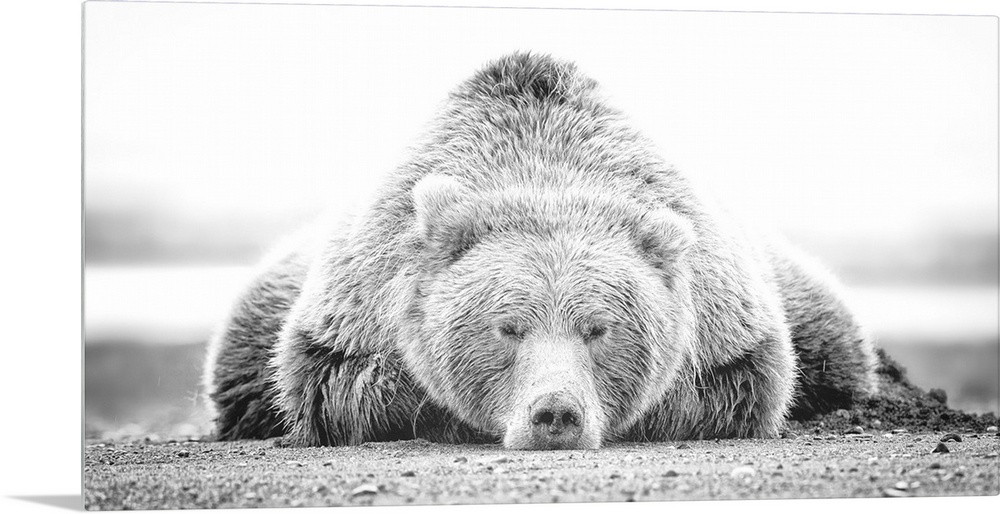 This black and white photograph of a large grizzly bear lying on it's stomach looking directly towards the camera is a tru...