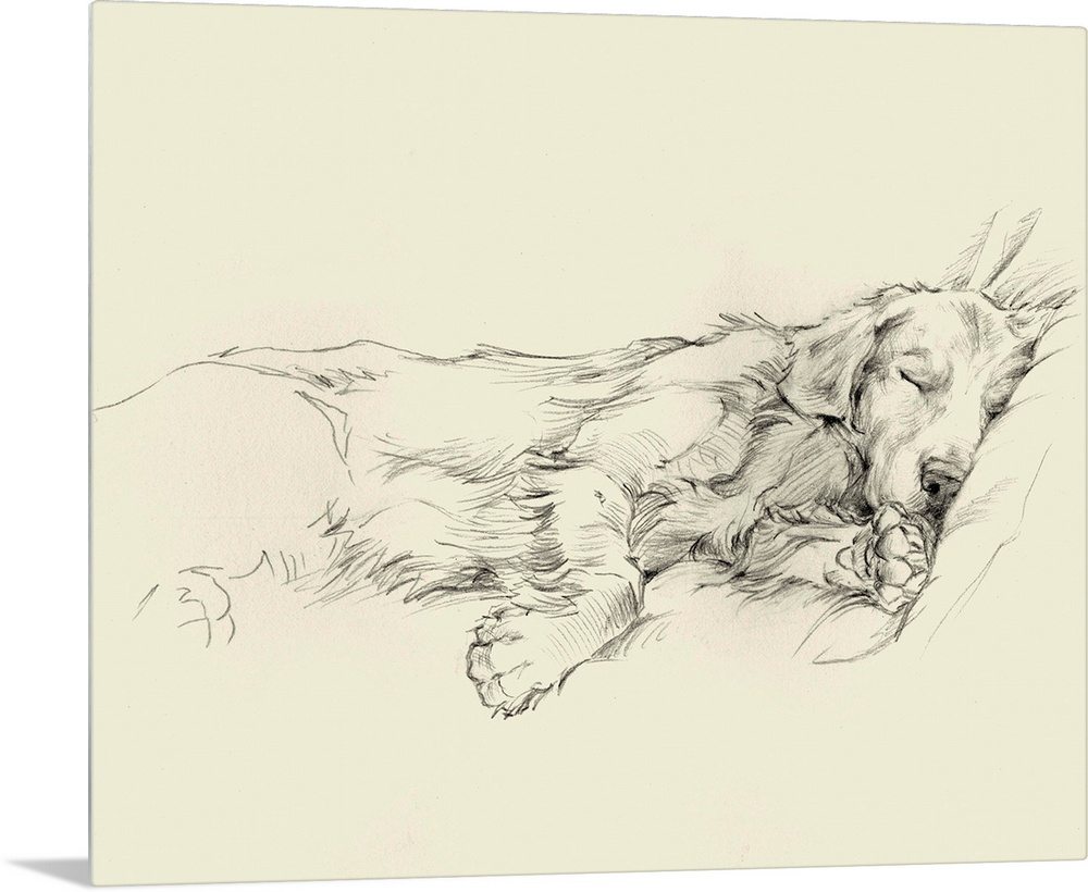 Pencil drawing of a dog sleeping deeply on a couch.