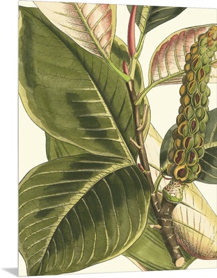 Fantastical Botanical IV