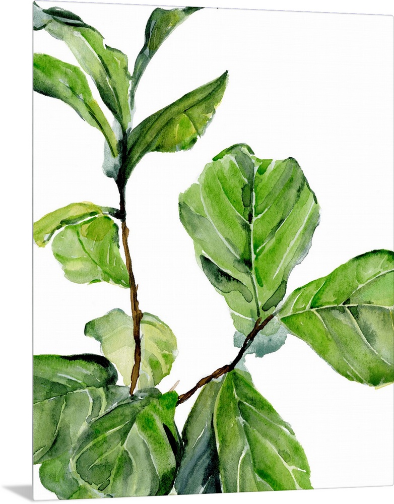 Fiddle Fig II