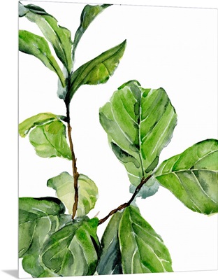 Fiddle Fig II