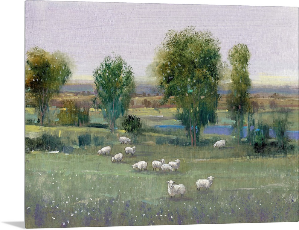 Field of Sheep I