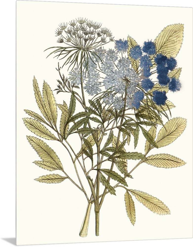 A decorative vintage illustration of group of leaves.