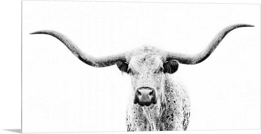 Longhorn Gaze